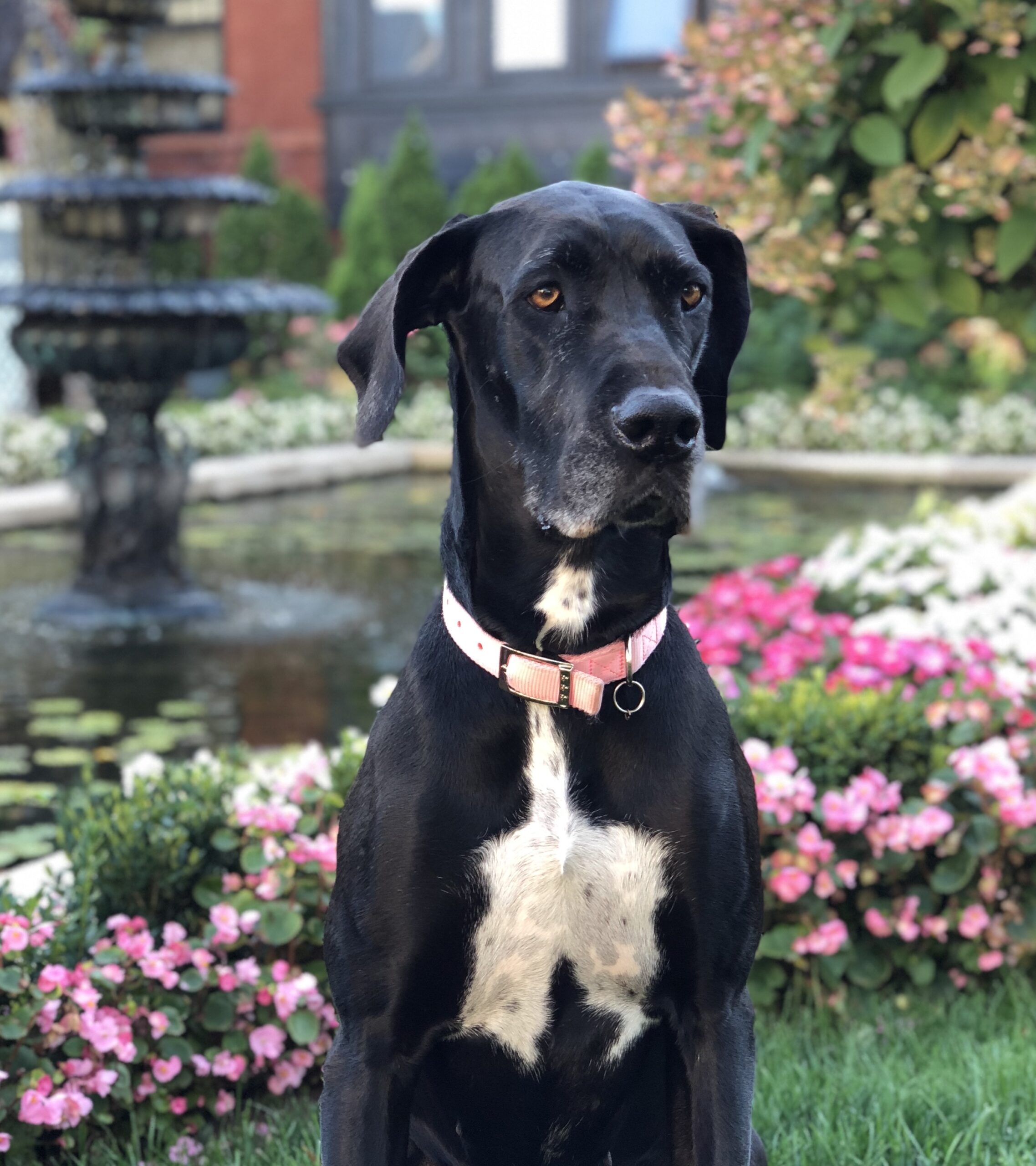 A black-and-white Great Dane sitting beside a stone garden fountain surrounded by pink and white flowers &mdash; Oaklands on 9th is pet friendly